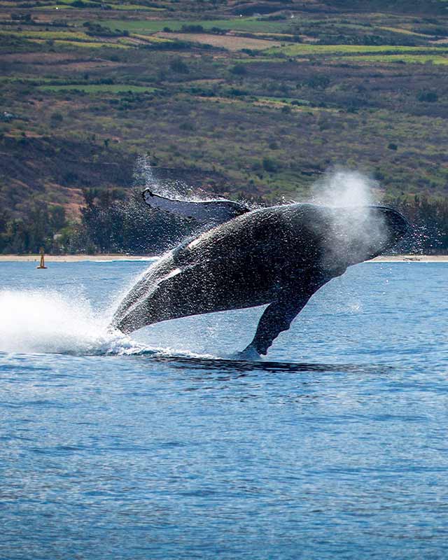 Baleine à bosse en train de sauter à île de la Réunion