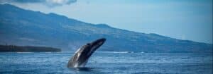 Baleine à bosse en train de sauter pendant l'hiver austral à l'île de la Réunion